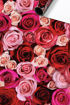 Picture of STEWO WRAPPING ROLL ROSES